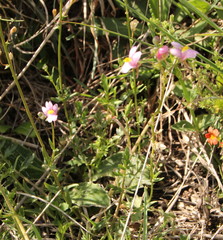 Nemesia fruticans