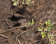 Atilax paludinosus