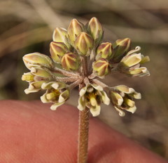 Cordylogyne globosa