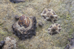Siphonarimorpha