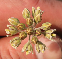 Cordylogyne globosa