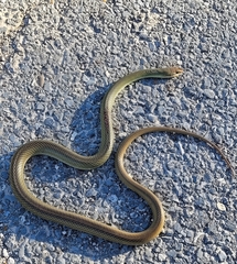 Coluber constrictor oaxaca