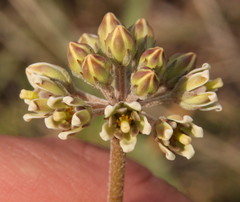 Cordylogyne globosa