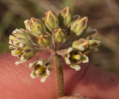 Cordylogyne globosa