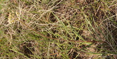 Cordylogyne globosa