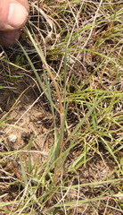 Cordylogyne globosa