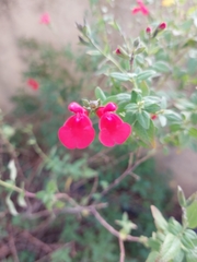 Salvia microphylla