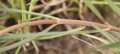Cordylogyne globosa