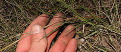 Cordylogyne globosa