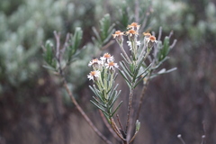 Linochilus rupestris