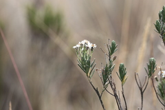 Linochilus rupestris