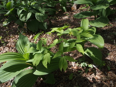 Caulophyllum robustum