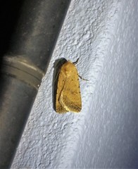 Caradrina flava
