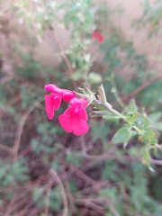 Salvia microphylla