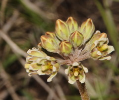 Cordylogyne globosa