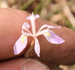 Moraea simulans
