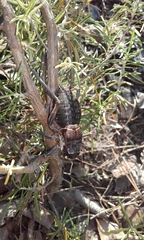 Pycnogaster valentini