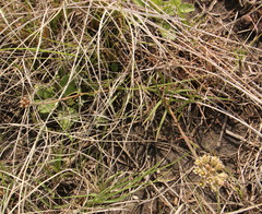 Cordylogyne globosa