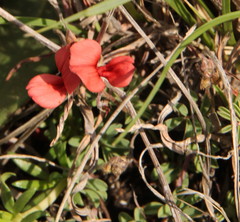 Indigofera