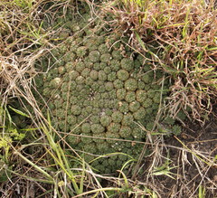 Euphorbia clavarioides