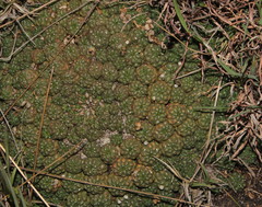 Euphorbia clavarioides