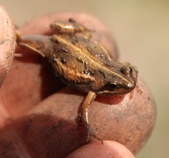 Cacosternum boettgeri
