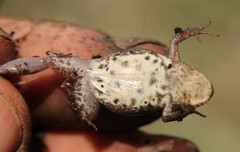 Cacosternum boettgeri