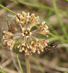 Cordylogyne globosa