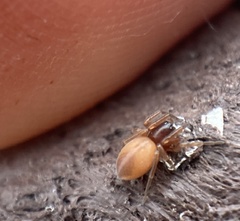 Trachelas minor