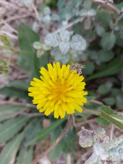 Helminthotheca echioides