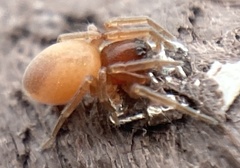 Trachelas minor