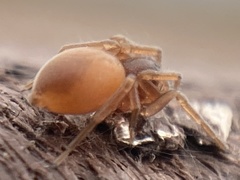 Trachelas minor