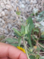 Helminthotheca echioides