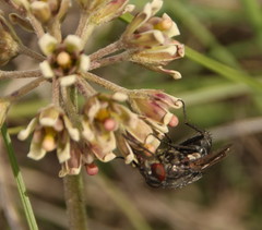 Cordylogyne globosa