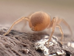 Trachelas minor