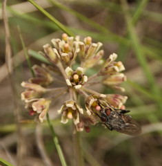 Cordylogyne globosa