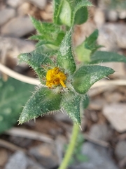 Helminthotheca echioides