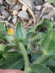 Helminthotheca echioides