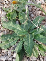 Helminthotheca echioides