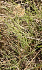 Cordylogyne globosa