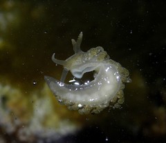 Spurilla neapolitana