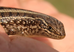 Trachylepis capensis