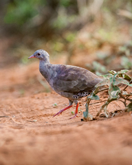 Crypturellus parvirostris