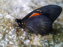 Papilio euterpinus
