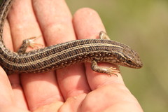 Trachylepis capensis