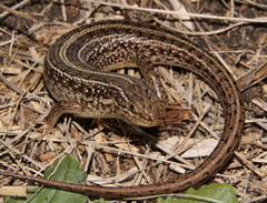 Trachylepis capensis