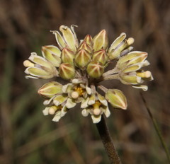 Cordylogyne globosa