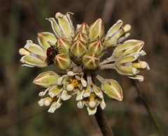 Cordylogyne globosa