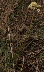 Cordylogyne globosa