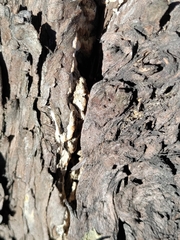 Subantrodia juniperina